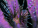 Pterois Volitans Fish