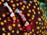 Buy Periclemenses Imperator Shrimp at AllPosters.com