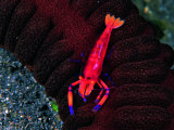 Buy Periclemenses Imperator Shrimp at AllPosters.com
