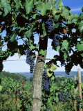New York, Finger Lakes, Lake Keuka, Hammondsport, Bunch of Grapes on a Vine