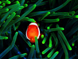 Clown Fish (Amphiprion Ocellaris)