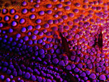 Buy Two Periclemenes Soror Shrimps at AllPosters.com