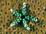Buy Starfish (Gomophia) at AllPosters.com