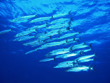 Buy A Shoal of Black-Tail Barracudas (Sphyraena Qenie) at AllPosters.com