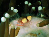 Popcorn Shrimp (Hamopontonia Coralscola)
