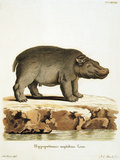 Color Lithographs with African Animals