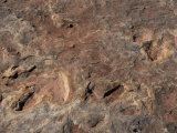 Fossil Dinosaur Footprints Near Tuba City, Arizona