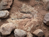 Fossil Dinosaur Footprint Near Tuba City, Arizona