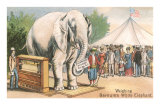 Buy Barnum's White Elephant on Scale at AllPosters.com