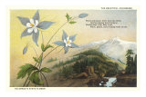 Columbine and Mountain