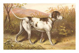 Hunting Dog, Pointer, Victorian Trade Card