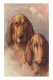 Two Bloodhounds