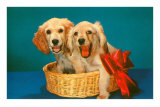 Spaniel Puppies in Basket with Red Bow