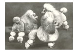 Three Trimmed Miniature Poodles