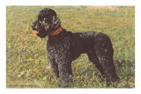 Black Standard Poodle on Grass