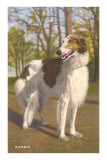 Borzoi