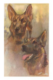 Two German Shepherds