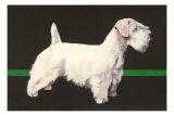 Skye Terrier and German Shepherd