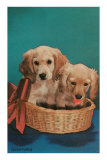 Cocker Spaniel Puppies in Basket