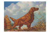 Irish Setter Pointing