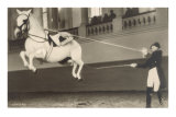 Vienna Lippizanner Jumping