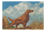 Pointer, Irish Setter