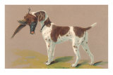 German Short-Haired Pointer with Pheasant