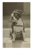Boston Bulldog in Renaissance Cap