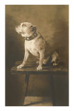 Pit Bull on Table with Collar