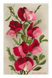 Red Sweet Peas