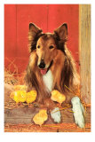 Collie with Chicks