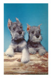 Two Schnauzer Puppies