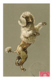 Trimmed Poodle Dancing on Back Legs