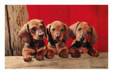 Three Dachshund Puppies