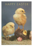 Chicks with Rock and Flowers
