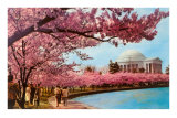 Tidal Basin, Jefferson Memorial, Cherry Blossoms, Washington, D.C.