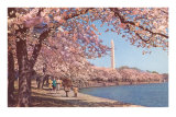 Cherry Blossoms and Washington Monument, Washington, D.C.