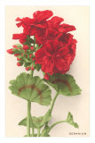 Geraniums