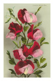 Crimson Sweet Peas