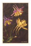 Columbine