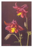 Columbine