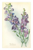 Wild Larkspur