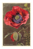 Bracted Poppy