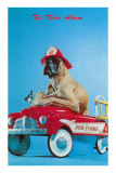 Great Dane in Toy Fire Wagon, Third Alarm