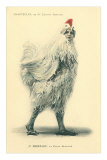 Chanticleer, Man in Chicken Suit