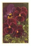 Pansies