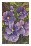 Pansies