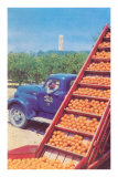 Sorting Oranges in Orchard