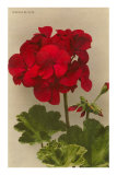 Geranium