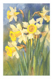 Daffodils